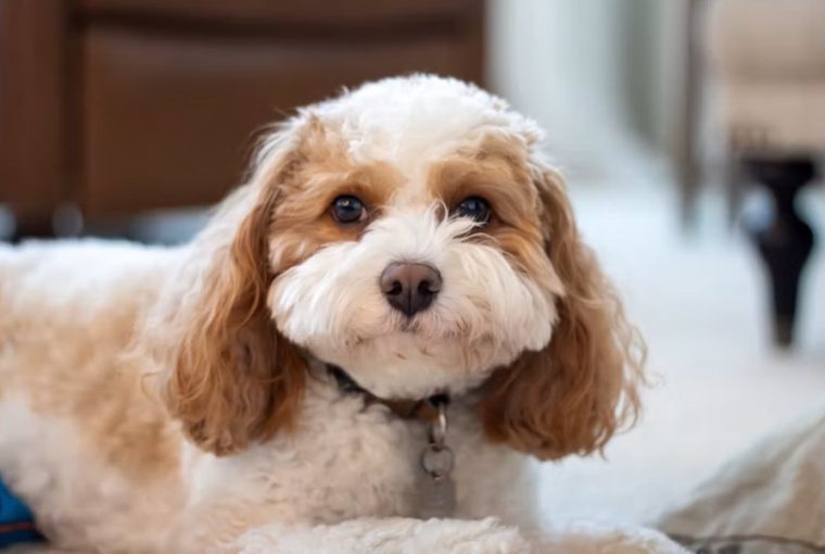 A Cavapoo – a kiskutya