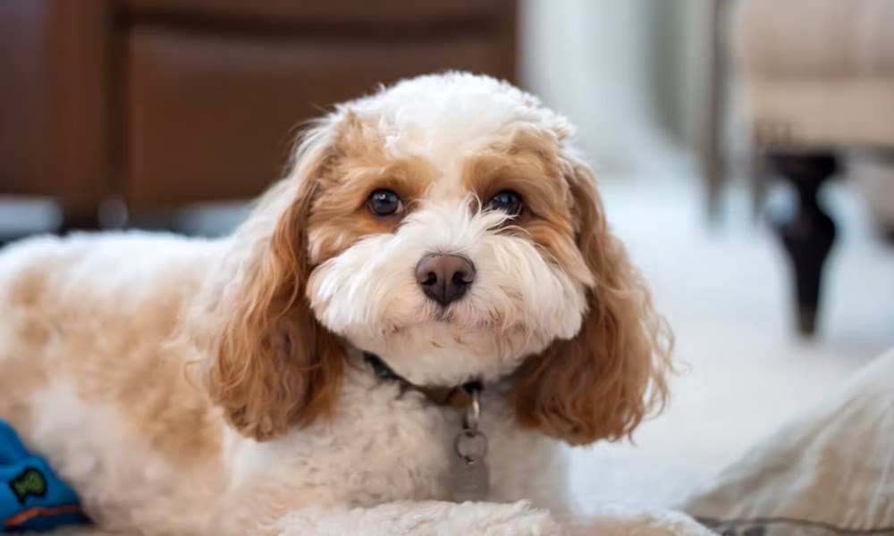 A Cavapoo – a kiskutya