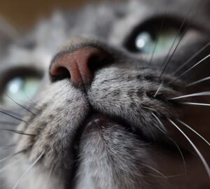 cicak es az orruk titkai