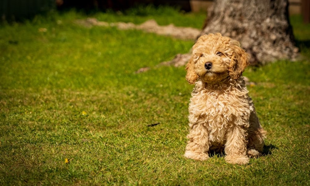 cockapoo a vidamsag es a baj 1 cockapoo a vidamsag es a baj 1