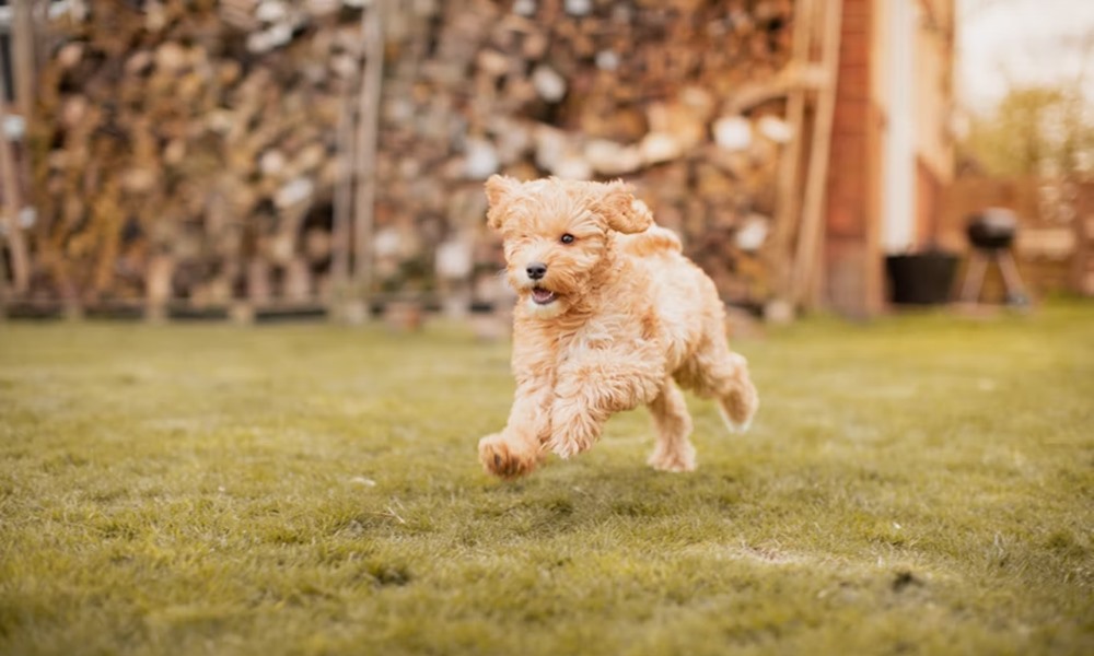 cockapoo a vidamsag es a baj 2 cockapoo a vidamsag es a baj 2