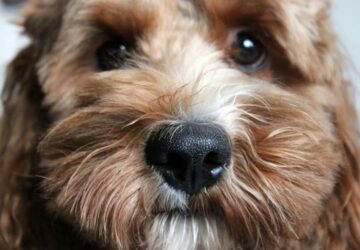 cockapoo a vidamsag es a baj