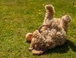 A Cockapoo – a vidámság és a báj hibridje