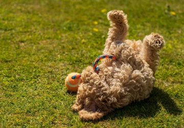 A Cockapoo – a vidámság és a báj hibridje