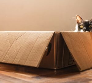 doboz szent macskak maniaja