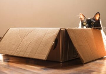 doboz szent macskak maniaja