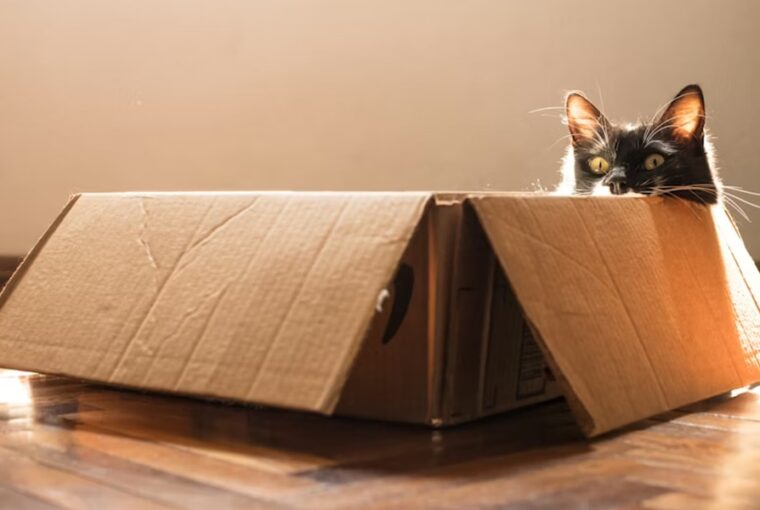 doboz szent macskak maniaja