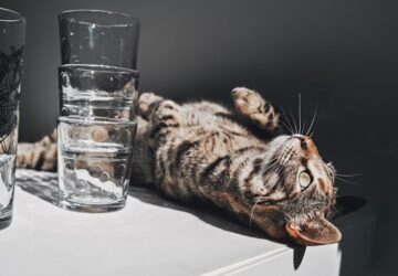 ezek az allatok imadjak a rendet