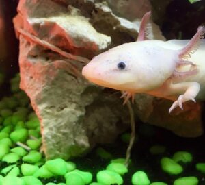 hullo vagy hal az axolotl 1