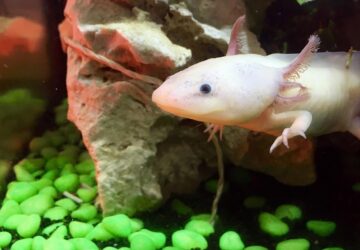 hullo vagy hal az axolotl 1