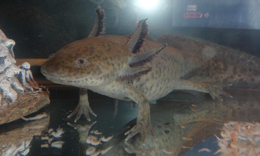 hullo vagy hal az axolotl 2 hullo vagy hal az axolotl 2