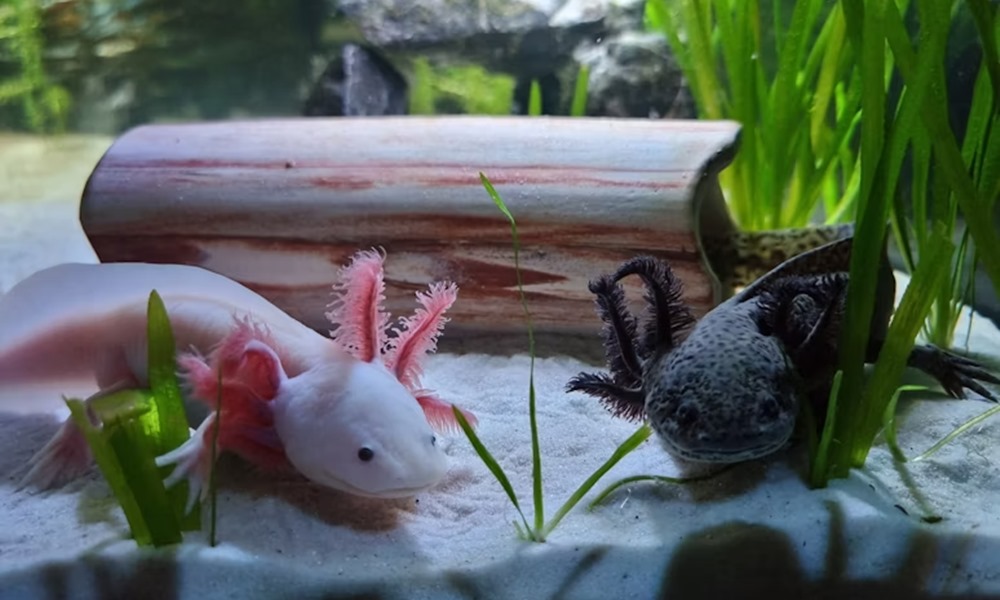 hullo vagy hal az axolotl 3 hullo vagy hal az axolotl 3
