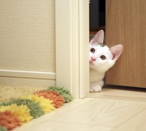 kinyittatom az ajtot