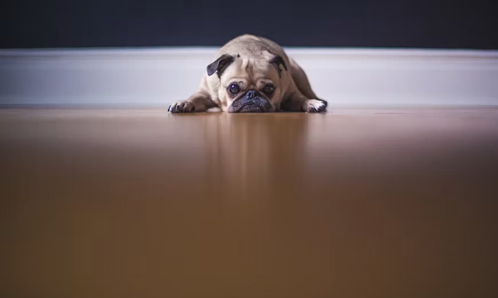 A kutyád beazonosítja, amikor fáradt vagy