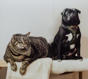 kutya vagy macska ki figyel jobban