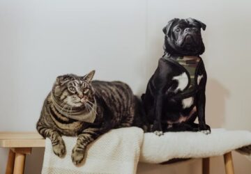 kutya vagy macska ki figyel jobban