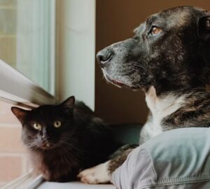 kutyak cicak es az agyunk