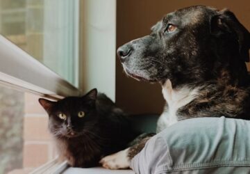 kutyak cicak es az agyunk