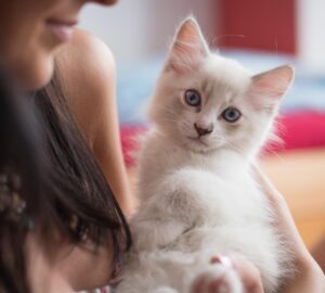 macskak es gazdik meglepo hasonlosagai