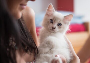 macskak es gazdik meglepo hasonlosagai