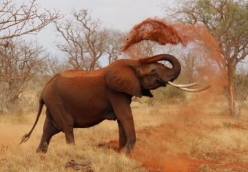 miert jatszanak az allatok