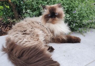 miert rajonganak a macskak a betonlapokert 1