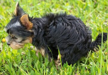 mindent a hasmars sprint rol 1