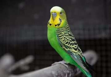 Mit gondol a hullámos papagáj a rádióról?
