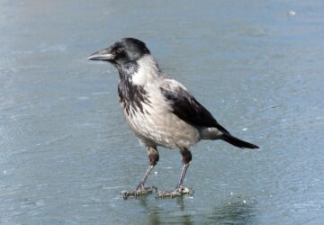 varjak a szamtanoran