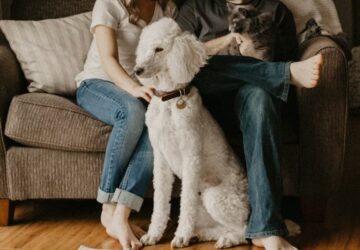 agytorna kutyaval es macskaval 2