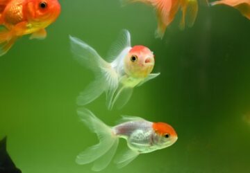 aranyhal csak harom masodpercig emlekszik