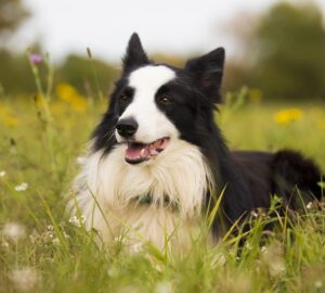 border collie szaglas