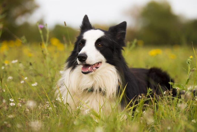 border collie szaglas