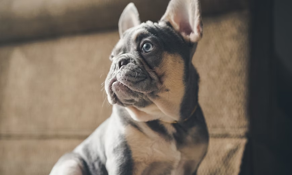 francia bulldog laz miert hodit 2 francia bulldog laz miert hodit 2