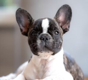 francia bulldog laz miert hodit