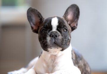 francia bulldog laz miert hodit