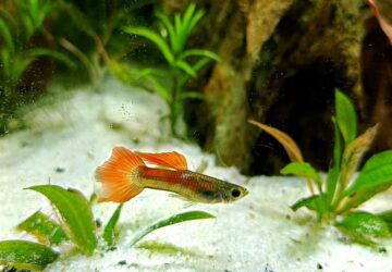 guppik szine a szerelmi eletukrol