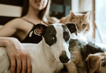 hogyan koltoztek az allatok a nappalinkba