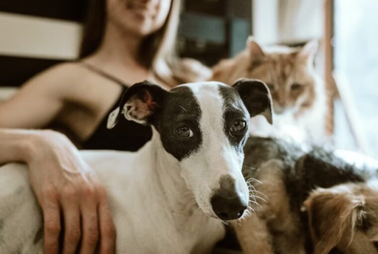 hogyan koltoztek az allatok a nappalinkba