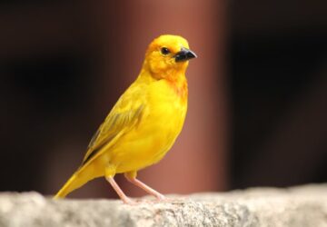 hogyan tanulnak enekelni a madarak