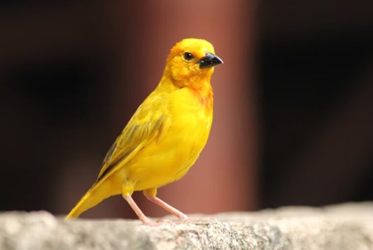 hogyan tanulnak enekelni a madarak