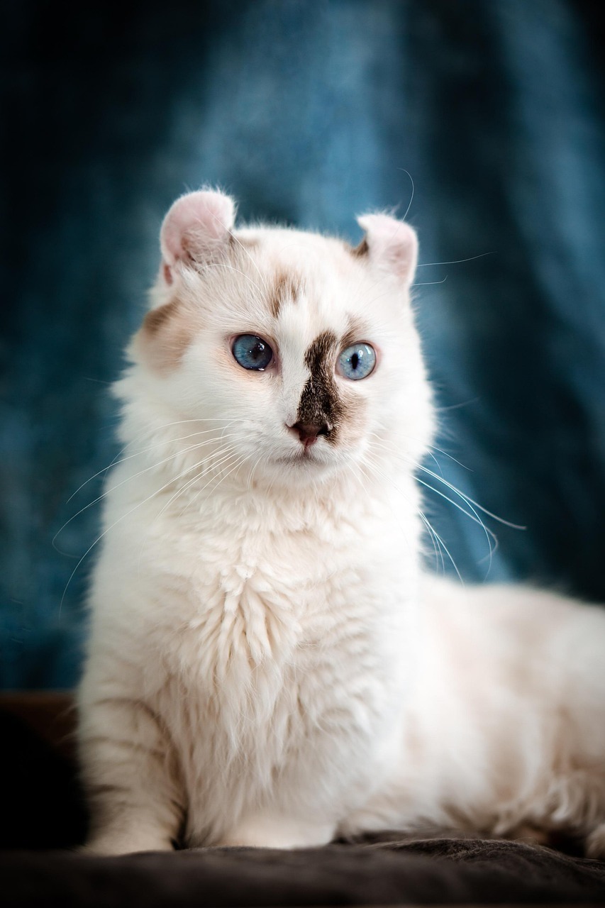 ismerd meg az american curl kulonleges vilagat 1 ismerd meg az american curl kulonleges vilagat 1