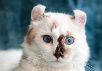 ismerd meg az american curl kulonleges vilagat