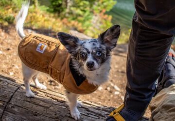 kell e kabat a kutyara