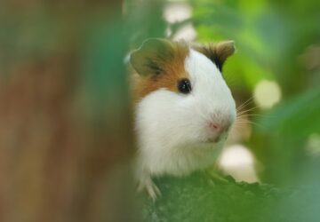 kisallatok a meleget