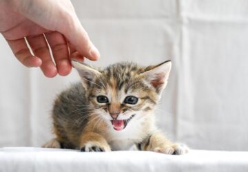 macskad tudja hogy te vagy