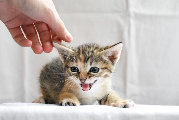 macskad tudja hogy te vagy