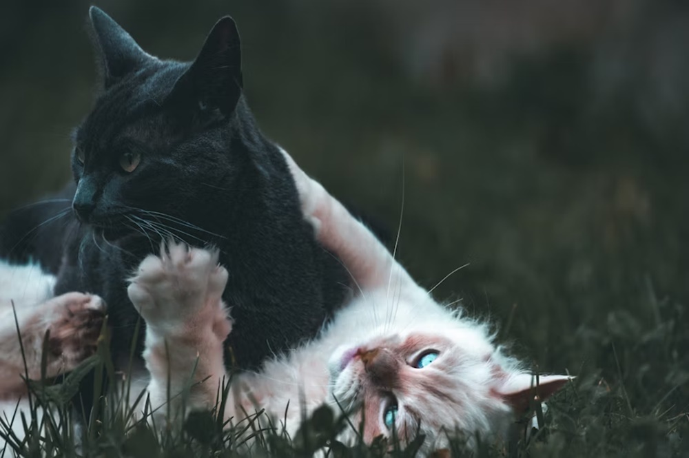 macskak akik egyszerre jatszanak es verekednek 1 macskak akik egyszerre jatszanak es verekednek 1