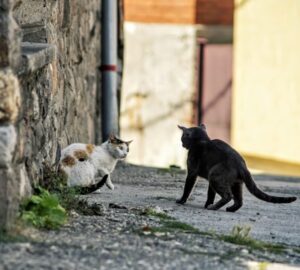 macskak akik egyszerre jatszanak es verekednek