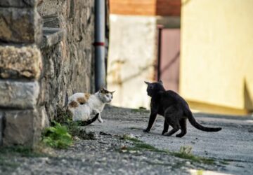macskak akik egyszerre jatszanak es verekednek